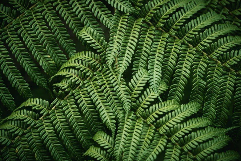 a close up view of a fern plant, an album cover, inspired by Elsa Bleda, trending on pexels, bird eye view, computer wallpaper, plant armour, repetition