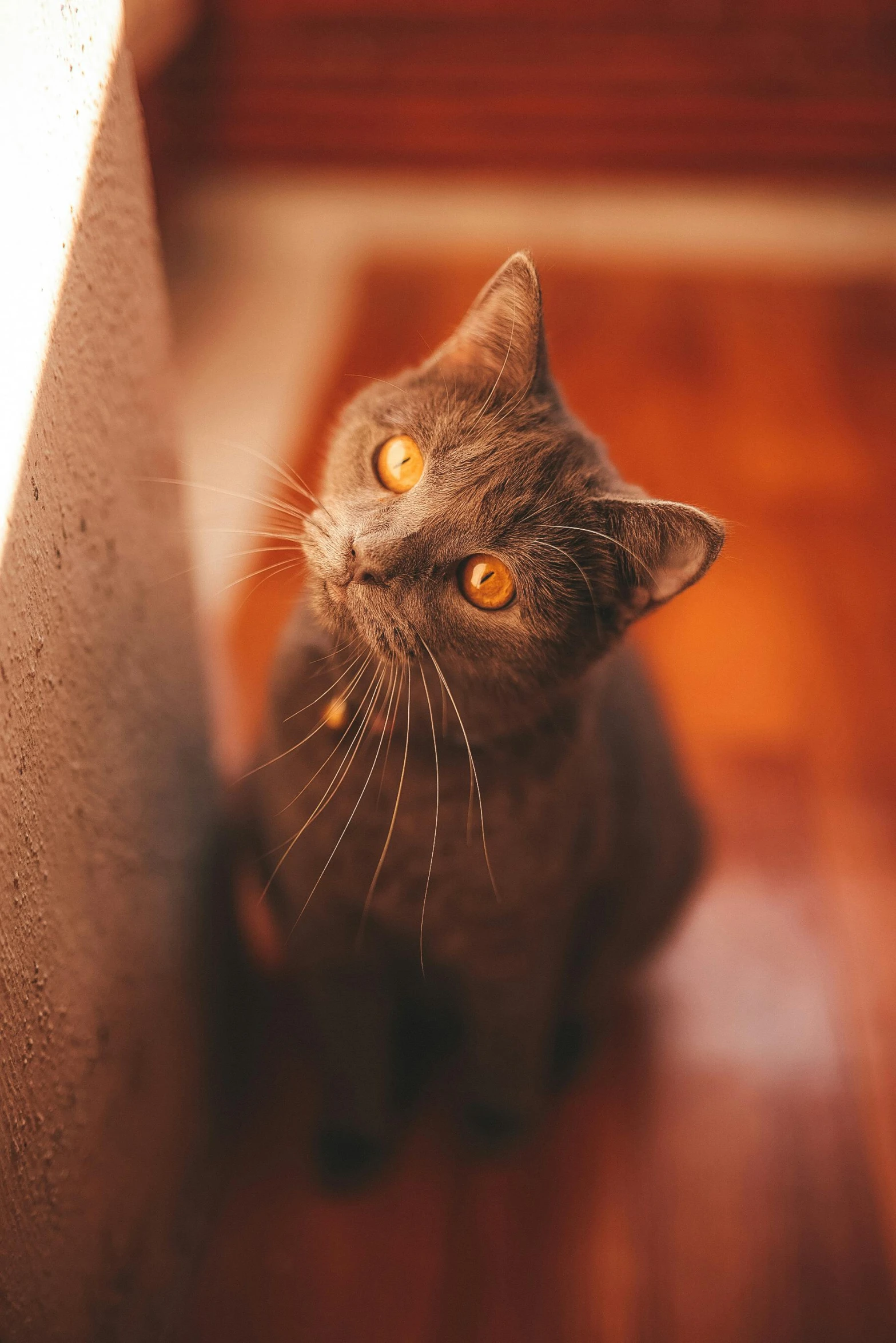 a gray cat sitting on top of a hard wood floor, by Sebastian Spreng, pexels contest winner, orange tone, head looking up, up-close, looking around a corner