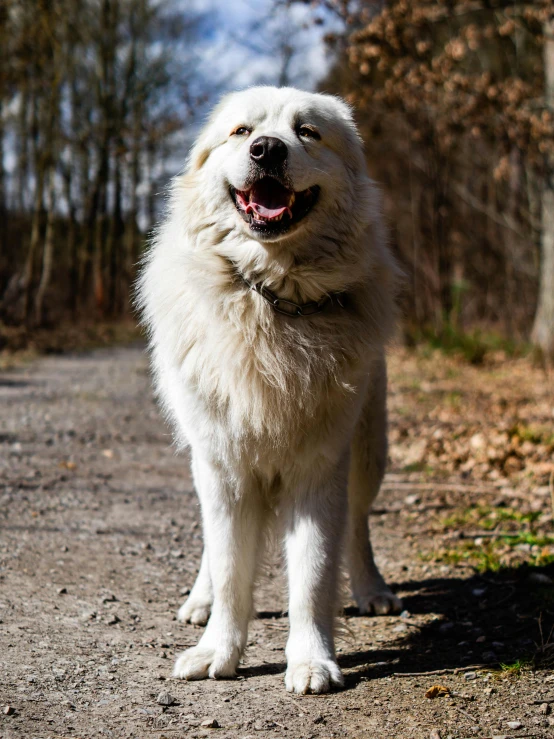 a large white dog standing on a dirt road, a portrait, by Jan Tengnagel, unsplash, baroque, smiling smugly, fluffy'', caucasian, best photo