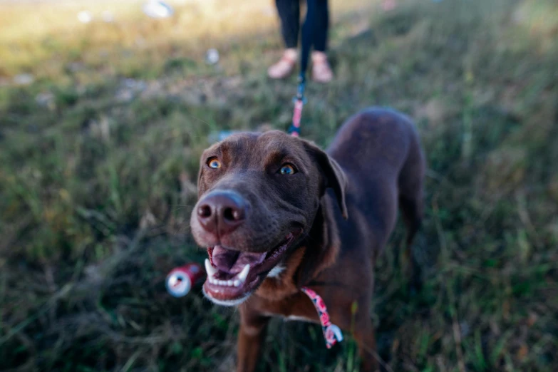 a brown dog standing on top of a lush green field, people walking around, big smile on her face, close - up photograph, tar pits