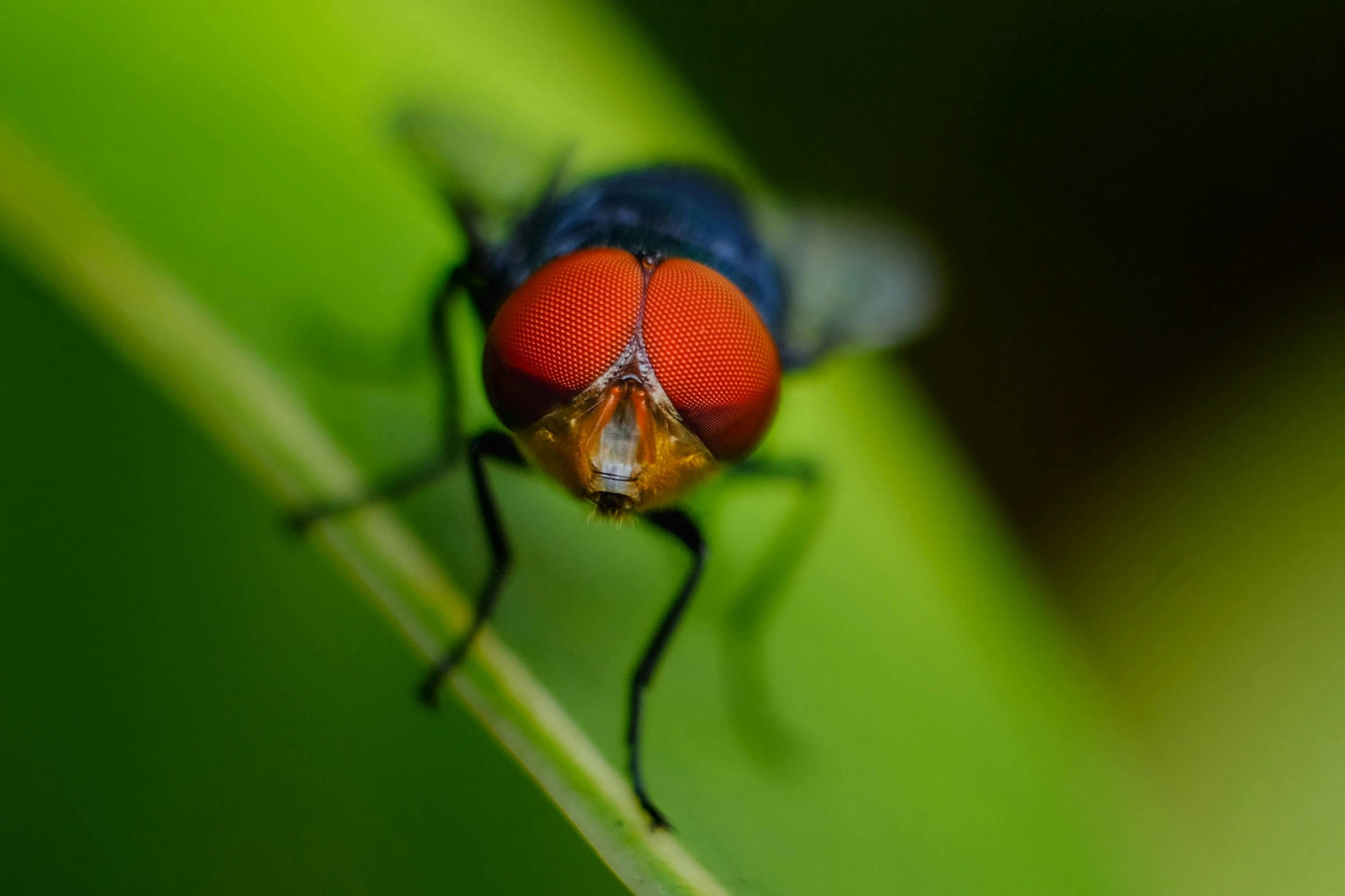 a close up of a fly on a leaf, pexels contest winner, hurufiyya, avatar image, red faced, classic portrait, male with halo