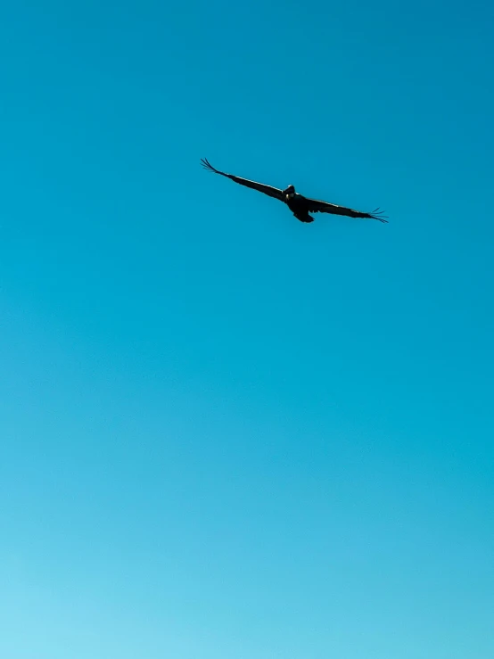 a bird that is flying in the sky, by Niko Henrichon, minimalism, clear blue sky, vulture, today\'s featured photograph 4k, the flying dutchman