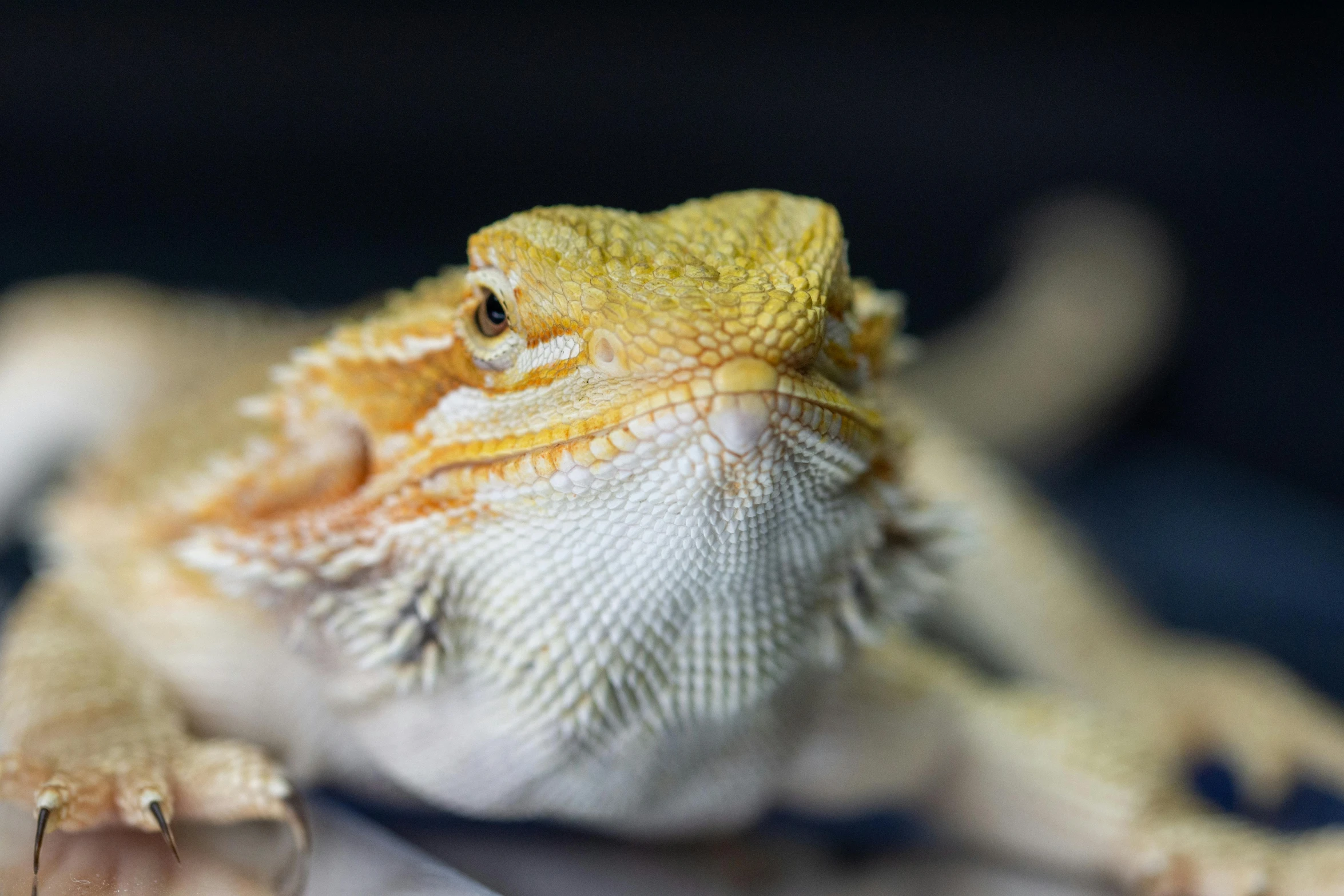 a close up of a lizard on a table, orange fluffy belly, golden dragon, full head shot, shot with sony alpha 1 camera