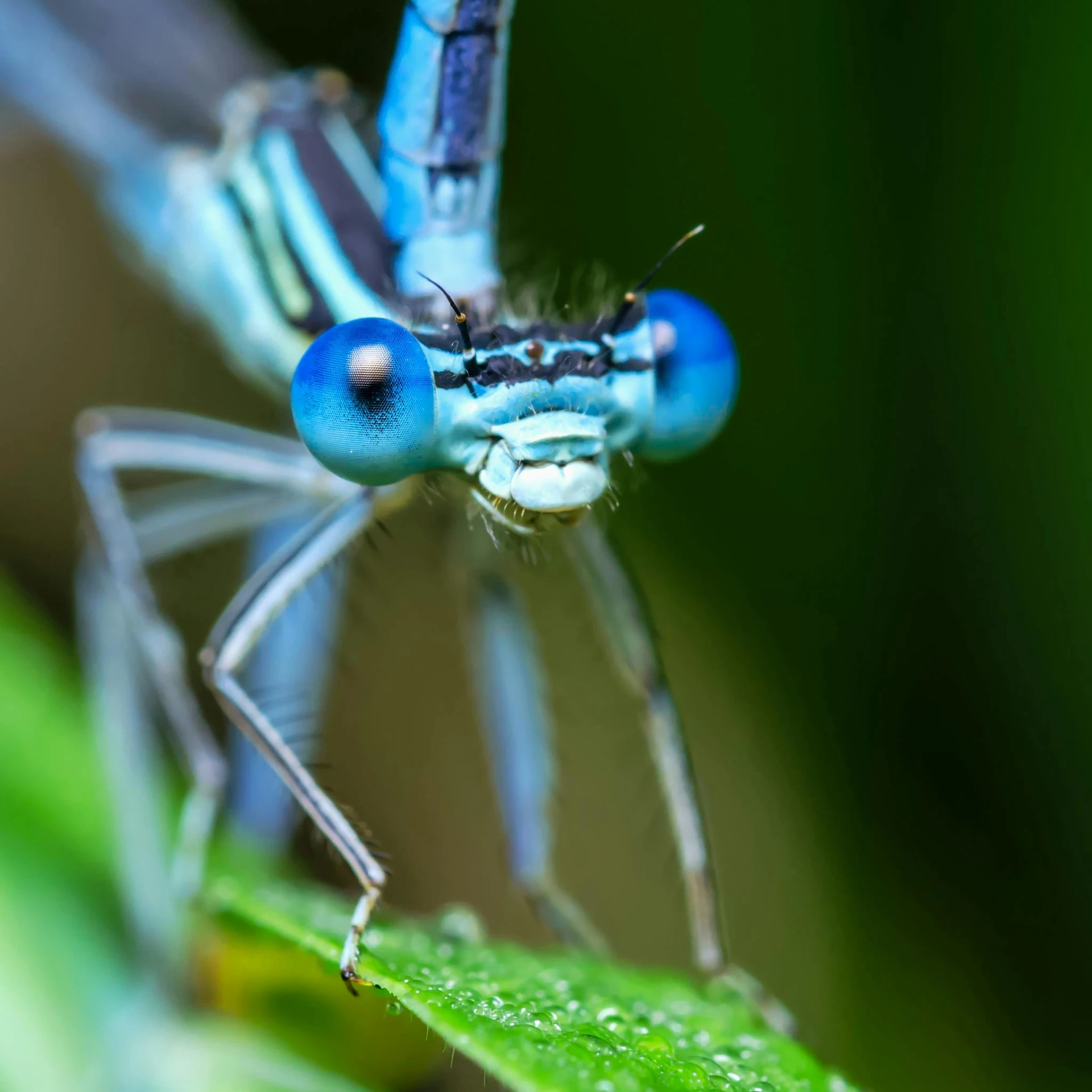 a blue dragonfly sitting on top of a green leaf, a macro photograph, by Adam Marczyński, pexels contest winner, hurufiyya, large eyes and menacing smile, avatar image