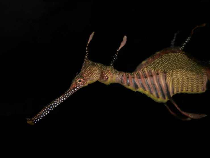 a close up of a sea horse on a black background, an album cover, unsplash contest winner, hurufiyya, underwater sea dragon full body, that looks like a insect, taken in the late 2000s, snail