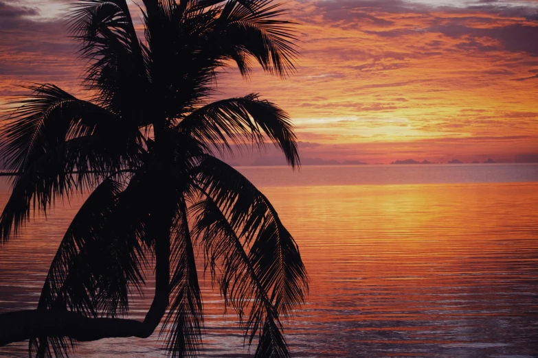 a palm tree sitting on top of a beach next to the ocean, at the sunset, profile image