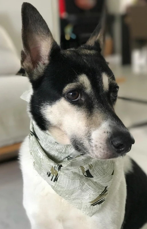 a close up of a dog wearing a bandana, inspired by Shiba Kōkan, reddit, mingei, it\'s name is greeny, wearing steel collar, jack russel terrier, family photo