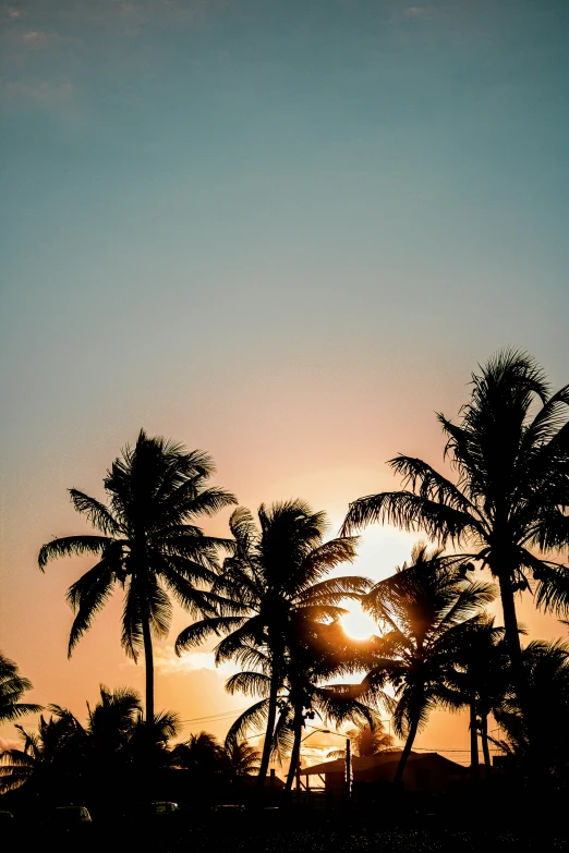palm trees are silhouetted against the setting sun, pexels contest winner, reunion island, instagram post, full daylight, where a large