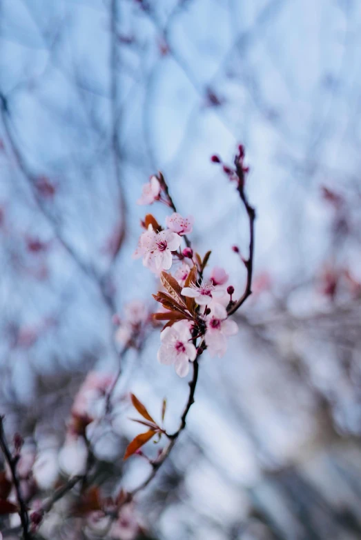 a close up of a tree with pink flowers, a picture, by Niko Henrichon, trending on unsplash, winter season, flowering buds, blue, low quality photo