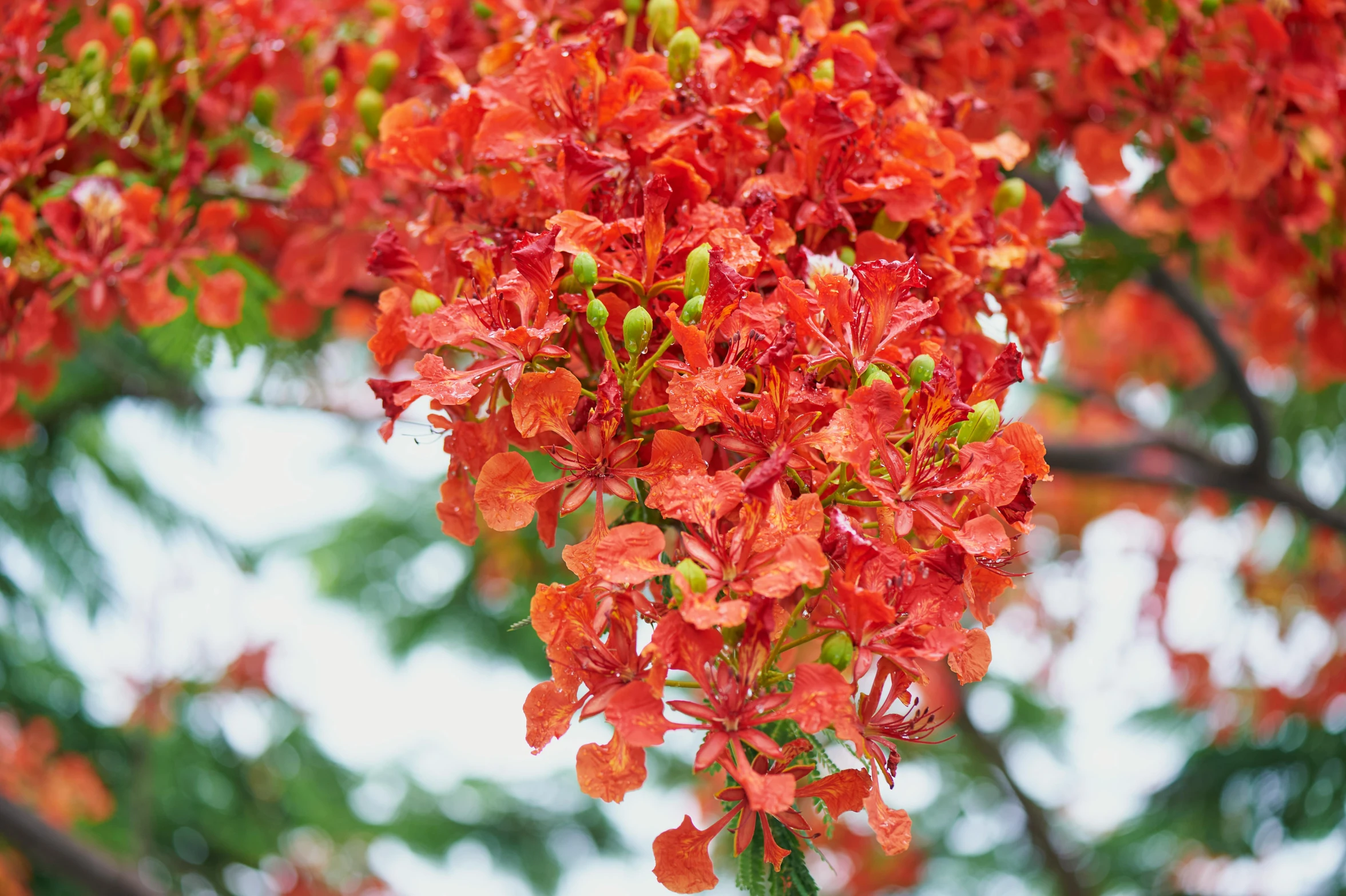 a bunch of red flowers hanging from a tree, hurufiyya, vibrant orange, large tall, subtle detailing, multi - coloured