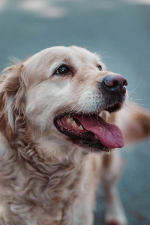 a close up of a dog with its tongue out, pexels contest winner, slightly golden, today\'s featured photograph 4k, a blond, 15081959 21121991 01012000 4k