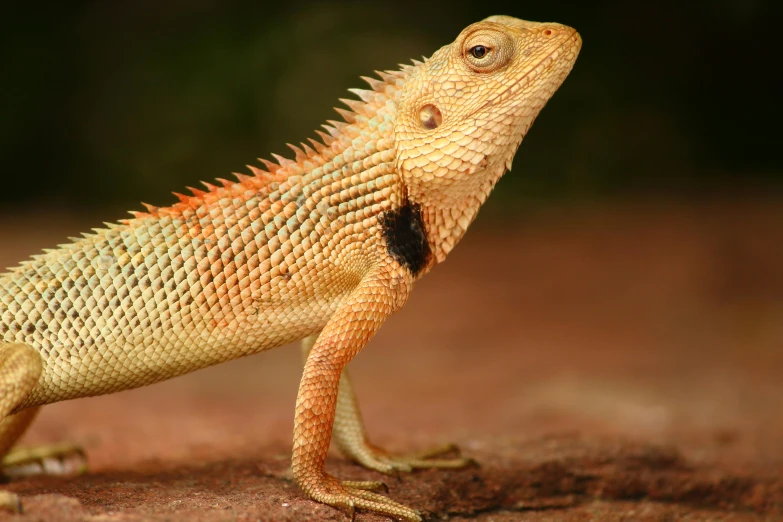 a close up of a lizard on a dirt ground, an album cover, trending on pexels, dragon scales in hair, sri lanka, warm coloured, standing elegantly