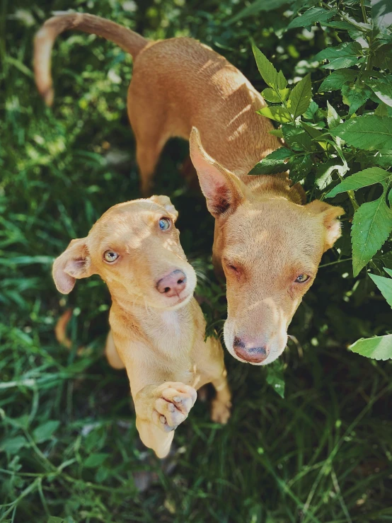 a couple of dogs standing on top of a lush green field, a picture, by Samuel Scott, unsplash, renaissance, cinnamon skin color, 🐿🍸🍋, hairless, hanging upside down from a tree