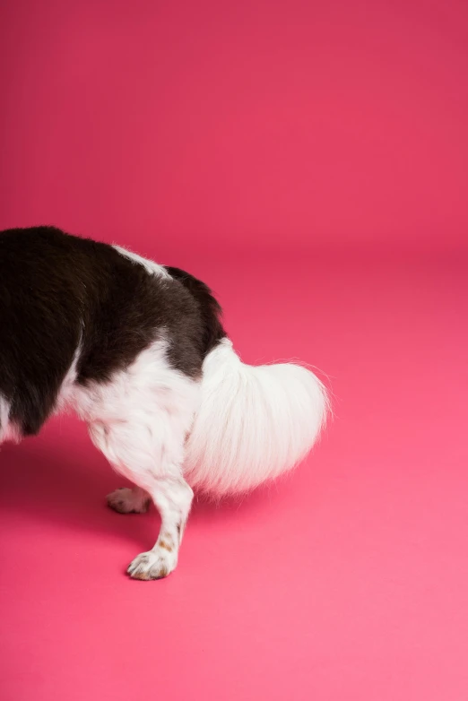 a black and white dog on a pink background, trending on unsplash, magic realism, bending over, poop, bum, studio shoot