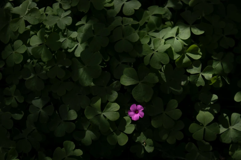 a purple flower sitting on top of a lush green field, by Attila Meszlenyi, unsplash, hurufiyya, background full of lucky clovers, in the shadows, photograph from above, green and pink
