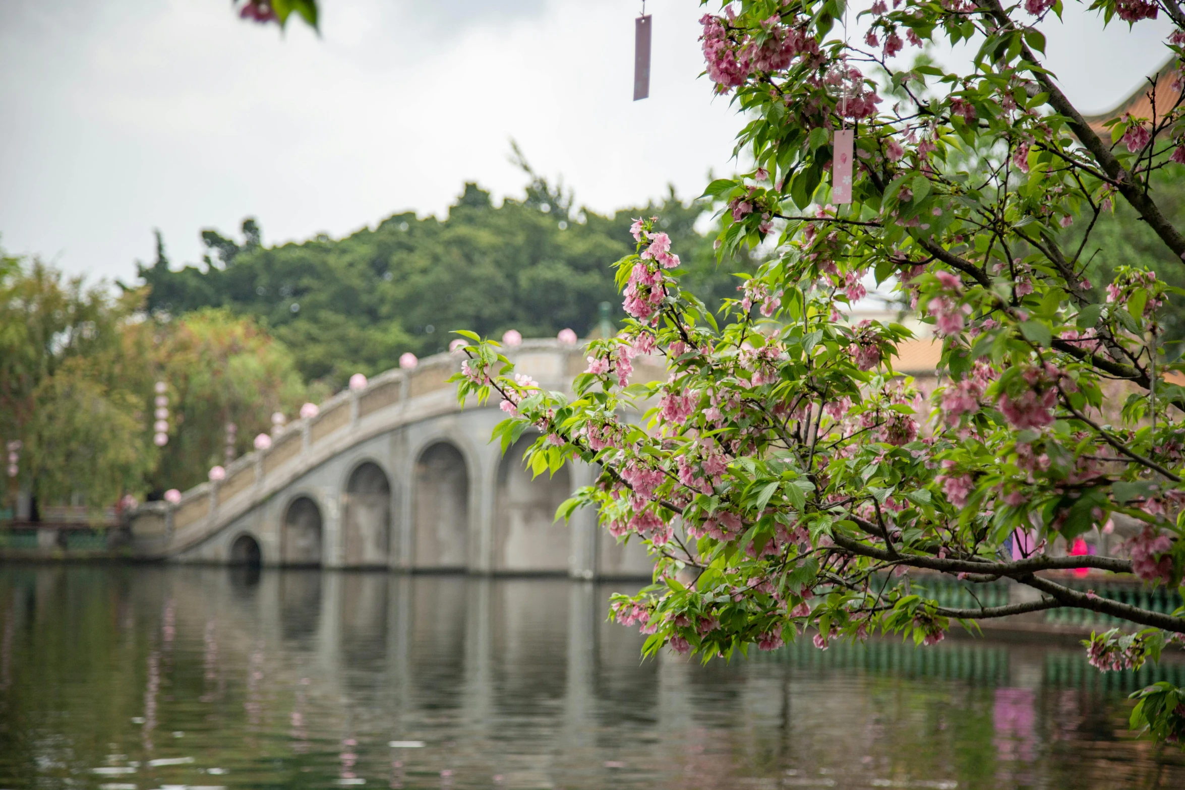 a bridge over a body of water surrounded by trees, by Leng Mei, pink flowers, kowloon, fan favorite, aqueduct and arches