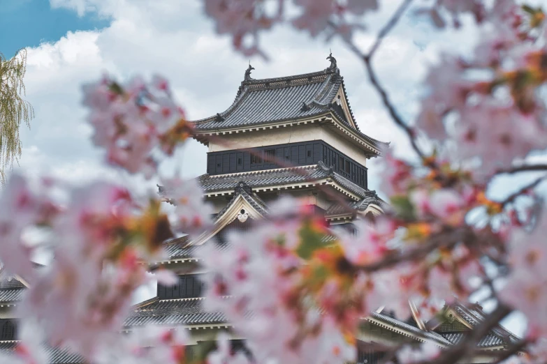 a close up of a tree with a building in the background, inspired by Kaii Higashiyama, unsplash contest winner, cherry blosom trees, castle towers, thumbnail, historical photo