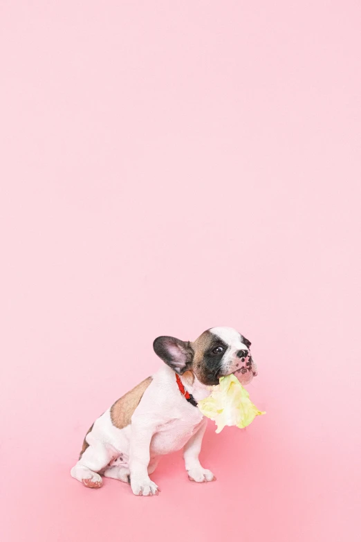 a small dog sitting on top of a pink surface, by Lucette Barker, trending on unsplash, eating cheese, ffffound, french bulldog, lemon