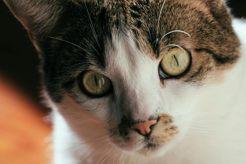 a close up of a cat with green eyes, trending on pexels, instagram post, gold and white eyes, highly focused, pointed nose