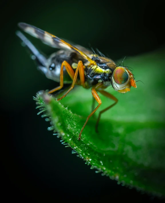 a close up of a fly on a leaf, pexels contest winner, hurufiyya, paul barson, full body extreme closeup, female looking, professional photo