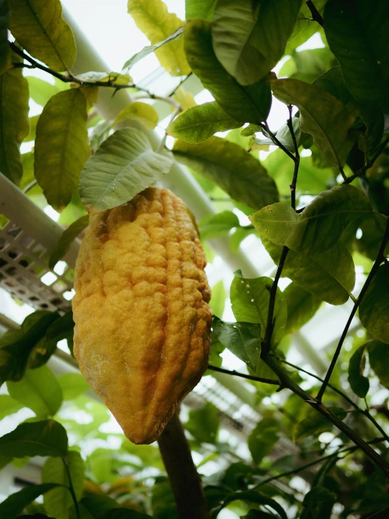 a cocoa pod hanging from a tree in a greenhouse, by Yasushi Sugiyama, yellow, san francisco, tall