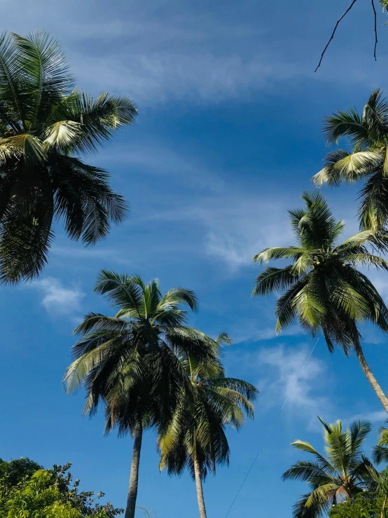 a group of palm trees against a blue sky, jamaican vibe, thumbnail, multiple stories, reunion island