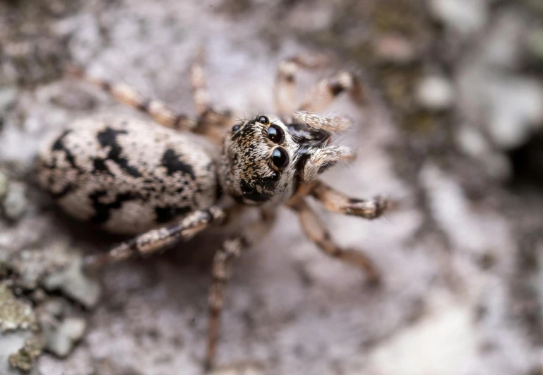 a close up of a small spider on a rock, pexels contest winner, gray mottled skin, huge-eyed, pepper, white with black spots