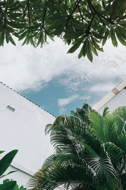 a white building with palm trees in front of it, trending on unsplash, minimalism, roof with vegetation, white clouds, tropical leaves, half image