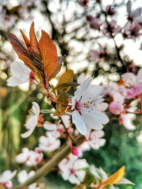 a close up of a flower on a tree, cherry blossom trees, taken on iphone 1 3 pro, today\'s featured photograph 4k, multicoloured