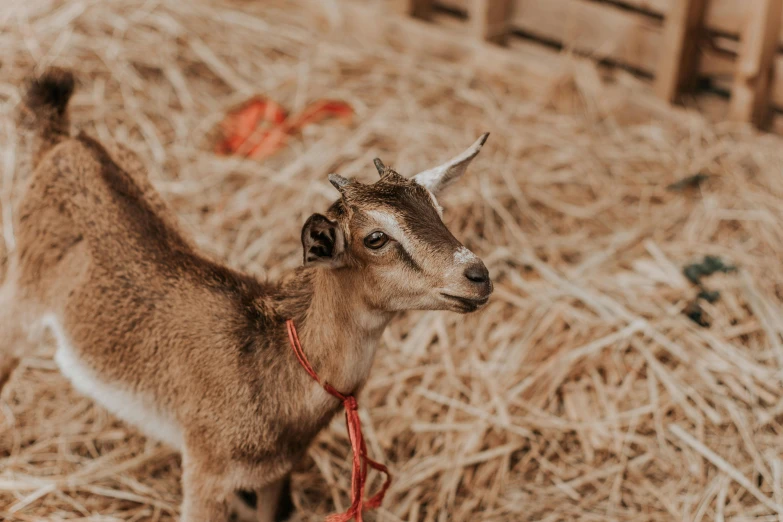 a small goat standing on top of a pile of hay, by Emma Andijewska, trending on pexels, avatar image, he‘s wearing a red neckerchief, halter neck, top down photo