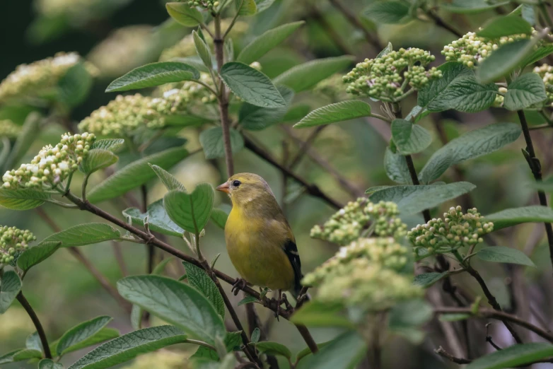 a yellow bird sitting on top of a tree branch, next to a plant, an overgrown, pitt, photograph