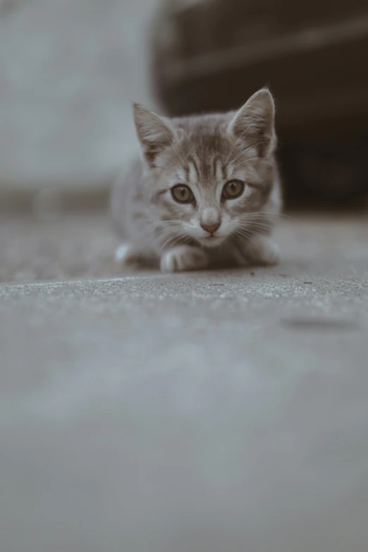 a cat that is laying down on the ground, by Niko Henrichon, pexels contest winner, tiny cute nose, gif, grey, crouching