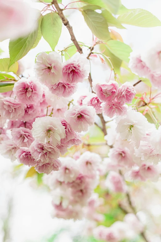 a bunch of pink flowers hanging from a tree, inspired by Maruyama Ōkyo, unsplash, romanticism, tufted softly, detail shot, cherries, loosely cropped