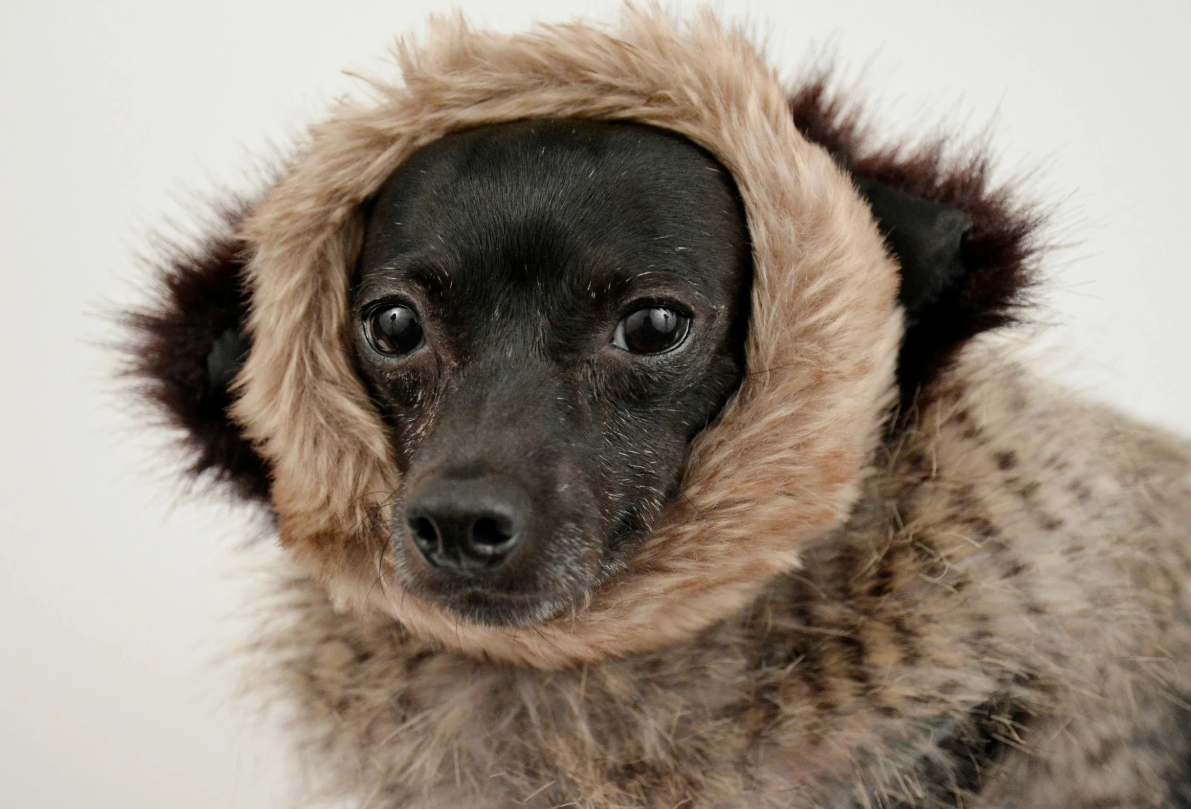a small black dog wearing a furry hood, inspired by Elke Vogelsang, unsplash, light brown fur, in an igloo, pomeranian mix, wearing animal skin clothing