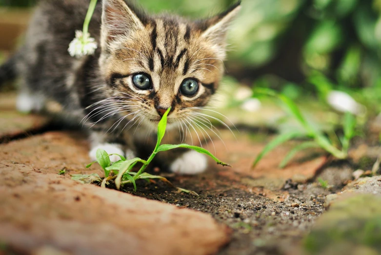 a small kitten with a flower in its mouth, a picture, by Julia Pishtar, shutterstock, crawling on the ground, next to a plant, gettyimages, warrior cats