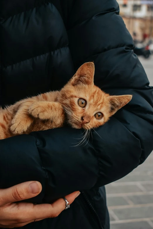 a person holding a cat in their arms, by Niko Henrichon, trending on unsplash, an orange cat, street life, wide eyed, resting on a pillow