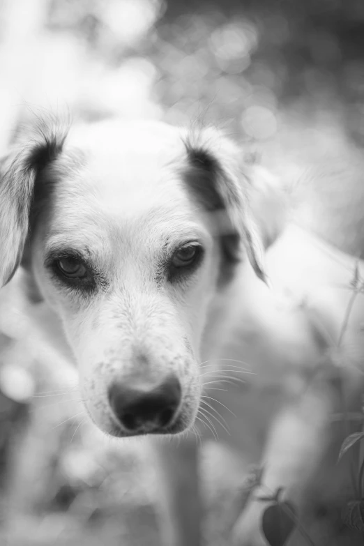 a black and white photo of a dog, a black and white photo, inspired by Elke Vogelsang, photorealism, intense albino, petzval lens. out of focus, amongst foliage, portrait!!!