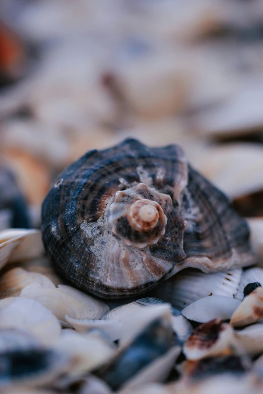 a close up of a shell on a beach, a portrait, unsplash, full frame image, horned, various sizes, cuts