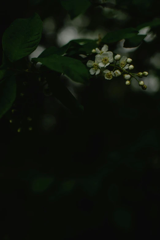 a small white flower on a tree branch, inspired by Elsa Bleda, unsplash, dark forest. strong, **cinematic, with fruit trees, lo fi