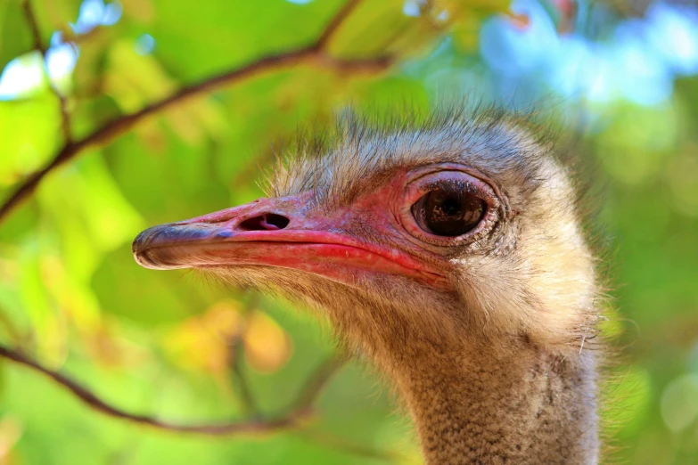 a close up of an ostrich's head in a tree, by Peter Churcher, shutterstock contest winner, hurufiyya, “portrait of a cartoon animal, avatar image, australian, pale - skinned