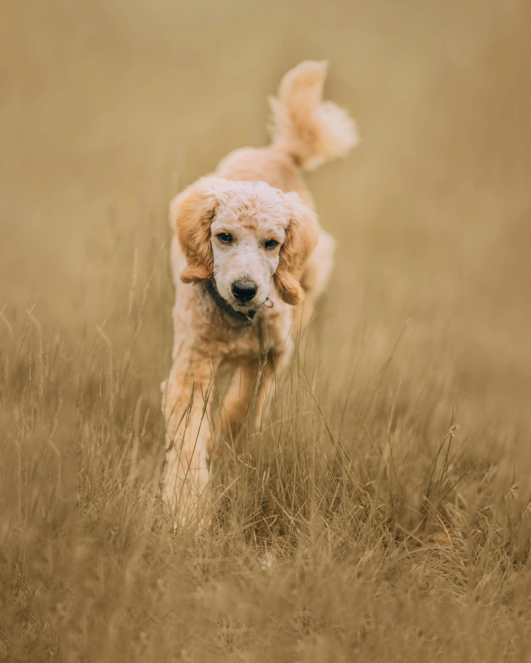 a dog running through a field of tall grass, unsplash, baroque, curly blond, slightly pixelated, australian, with freckles