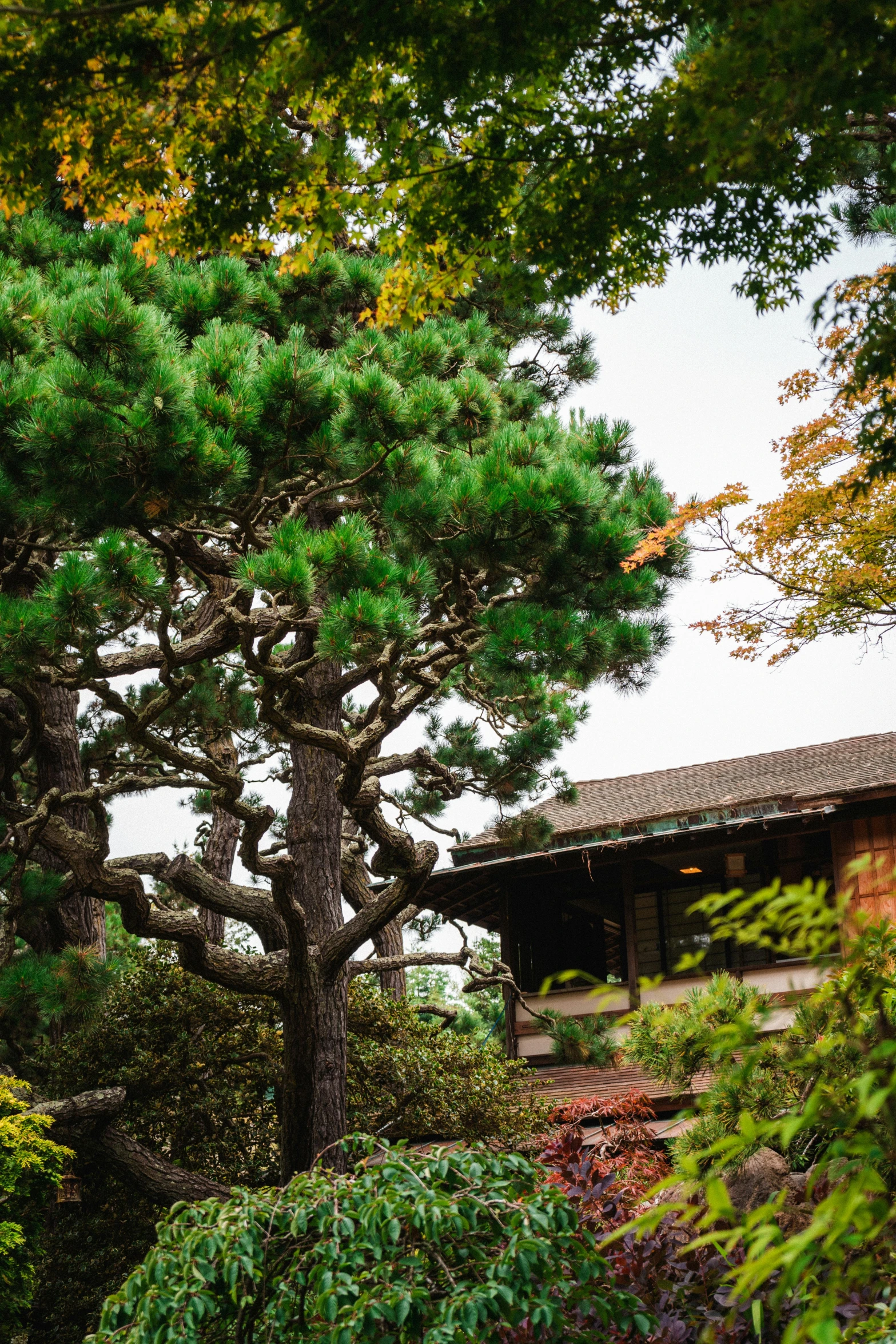 a house sitting on top of a lush green hillside, inspired by Itō Jakuchū, unsplash, sōsaku hanga, pine tree, exterior botanical garden, autum, brown