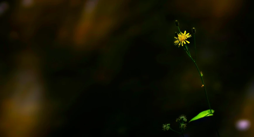 a single yellow flower sitting on top of a lush green field, a macro photograph, by Jan Rustem, minimalism, in a dark forest low light, southern wildflowers, fanart, tall thin