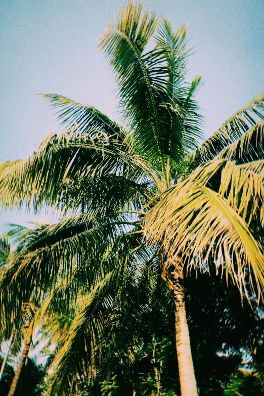 a couple of palm trees standing next to each other, by Ren Hang, varadero beach, 1990s photograph