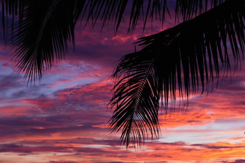 a palm tree is silhouetted against a colorful sunset, by Carey Morris, pexels contest winner, tropical leaves, pink, profile image, conde nast traveler photo