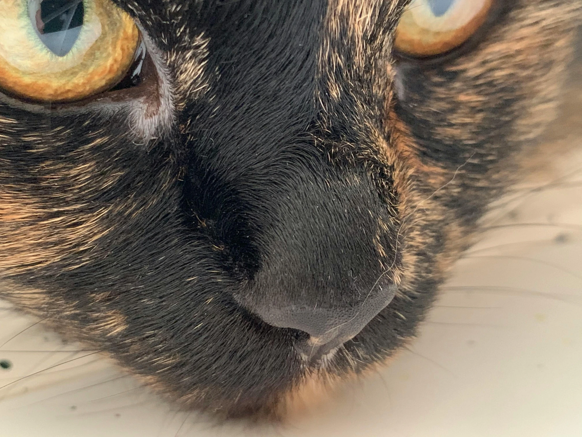 a close up of a cat with blue eyes, unsplash, photorealism, square nose, multicoloured, low angle photo, high definition image