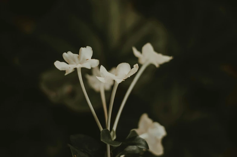 a group of white flowers sitting on top of a green plant, unsplash, background image, dark and dim lighting, instagram post, high details photo