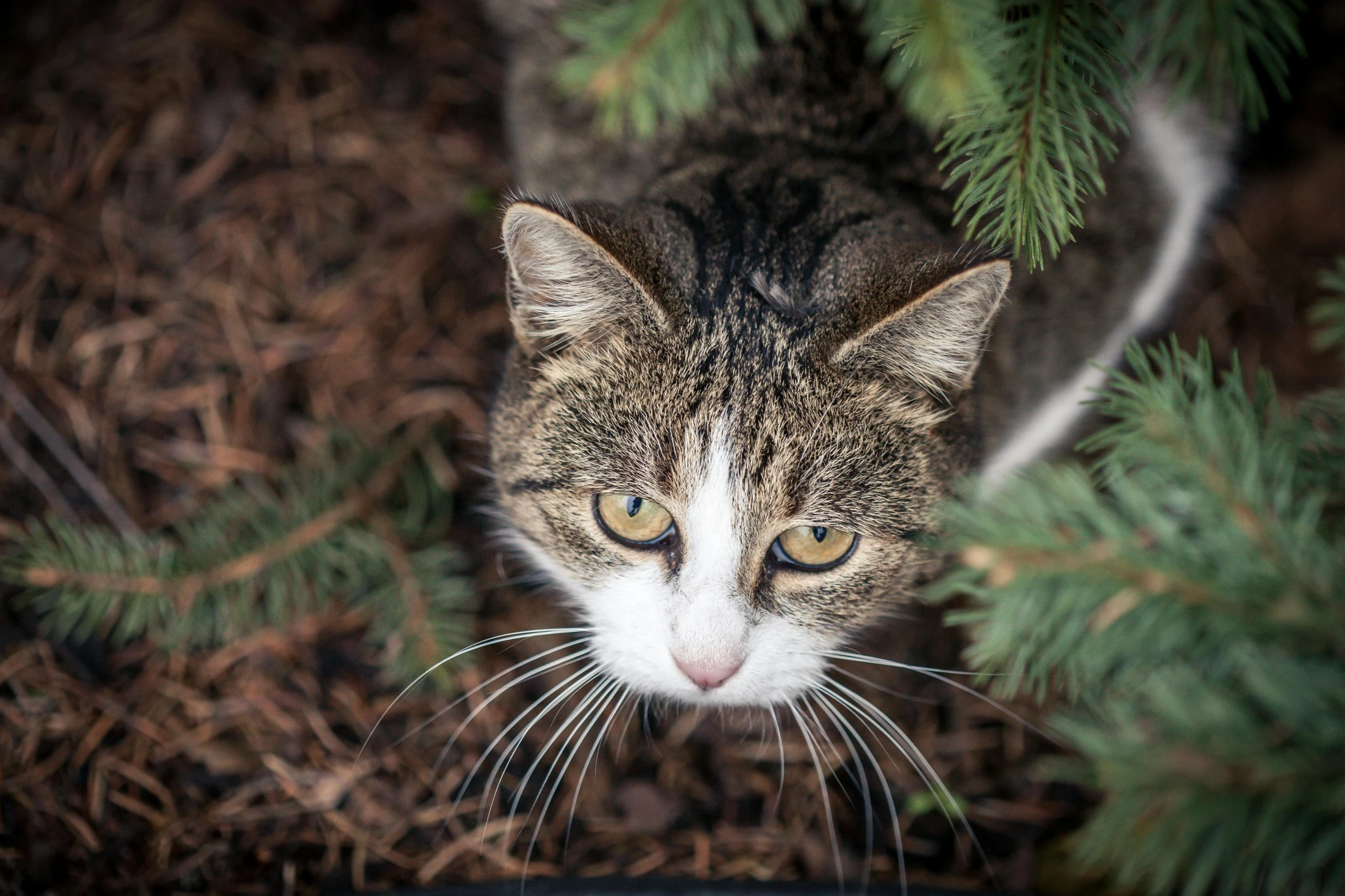 a close up of a cat looking at the camera, by Julia Pishtar, unsplash, next to a tree, high angle close up shot, getty images, cat eating