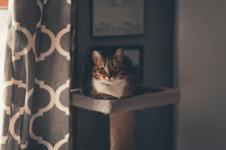 a cat sitting on top of a cat tree, a portrait, trending on unsplash, vintage photo, fan favorite, patterned, high quality upload