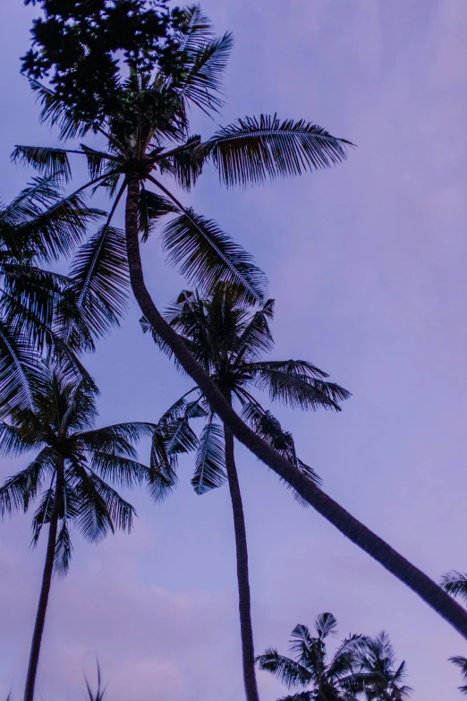 a couple of palm trees standing next to each other, purple sky, bali, multiple stories, up-close